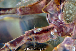 Haven't been able to learn what the little critter crawli... by Kevin Bryant 